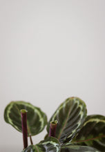 Charger l&#39;image dans la galerie, Calathea roseopicta medaillion⭐️

