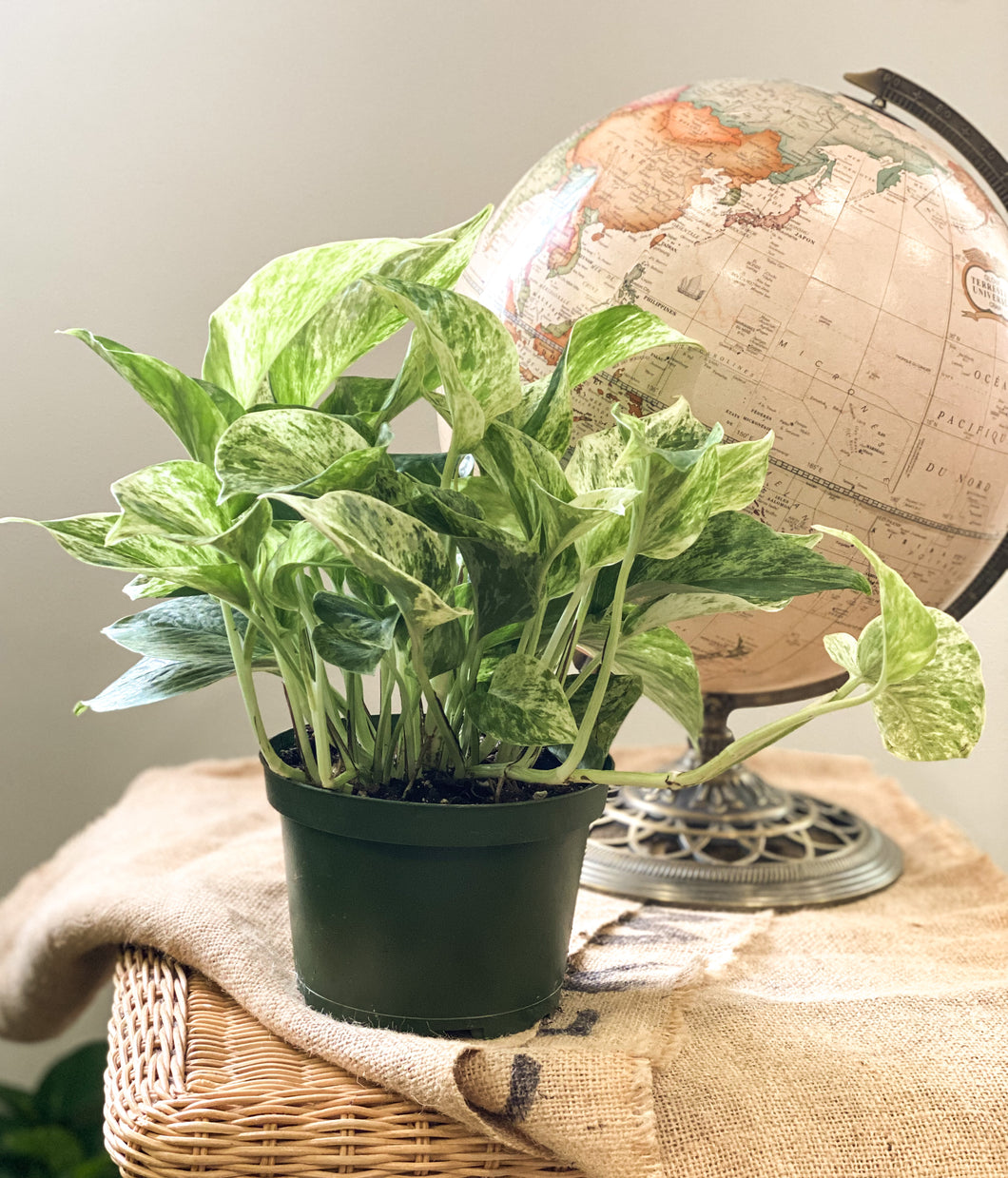 Pothos marble queen