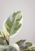 Charger l&#39;image dans la galerie, Ficus Tineke
