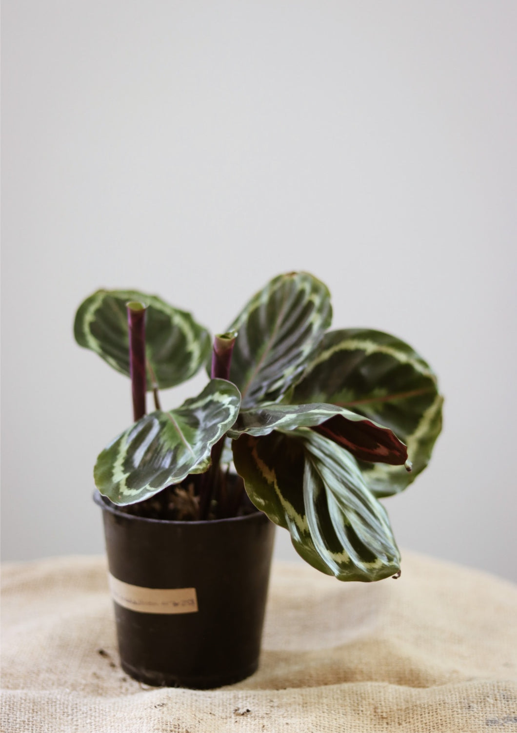 Calathea roseopicta medaillion⭐️