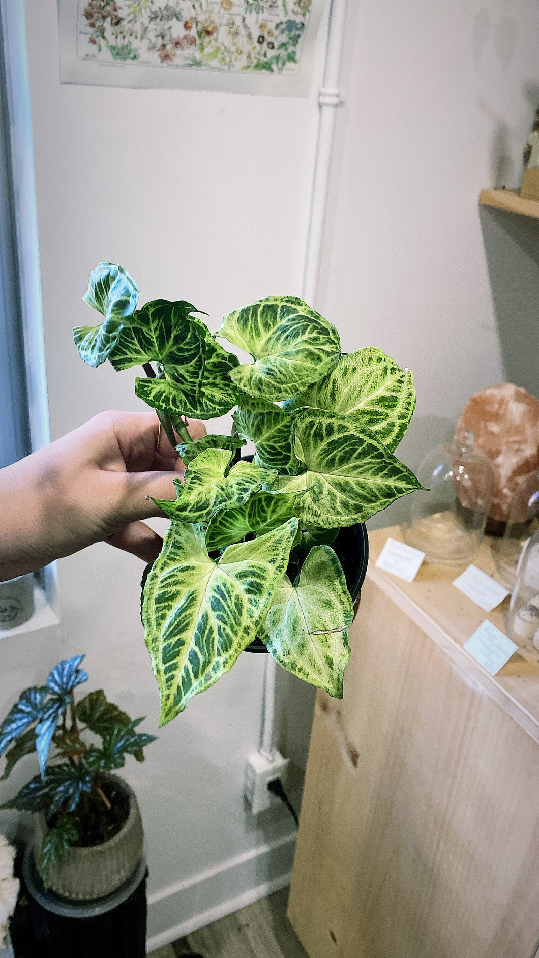 Syngonium batik