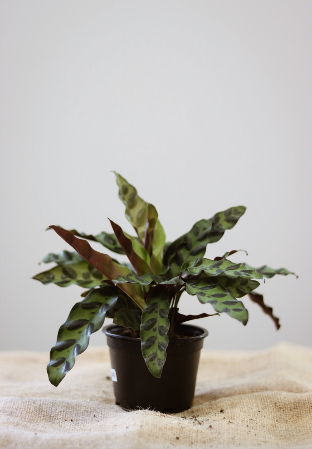 Calathea lancifolia ⭐️