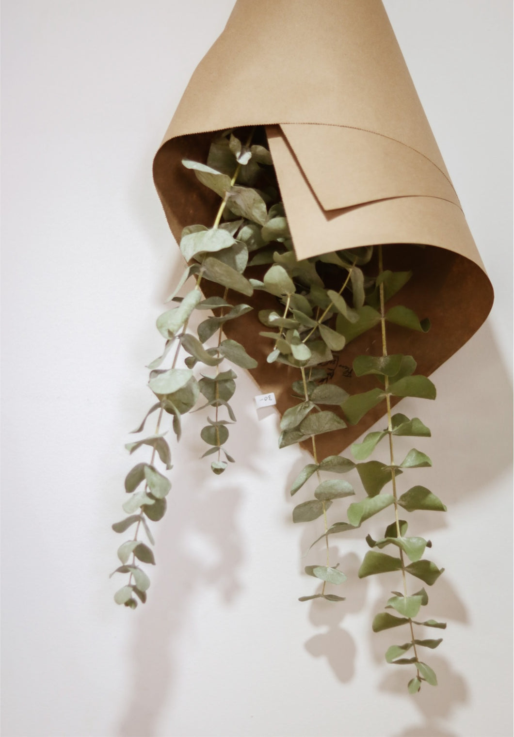 Bouquet d’eucalyptus séché