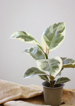 Charger l&#39;image dans la galerie, Ficus Tineke
