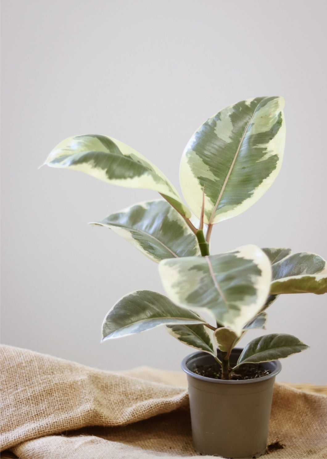 Ficus Tineke