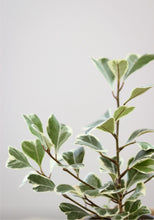 Charger l&#39;image dans la galerie, Ficus triangularis
