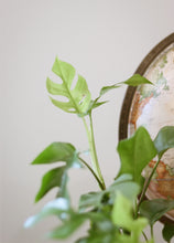 Charger l&#39;image dans la galerie, Monstera ginny
